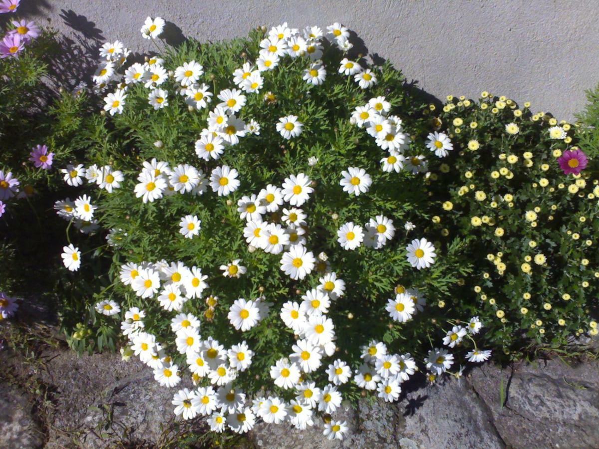 Arcalis *